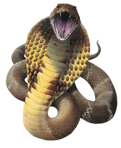 🏆Cobra